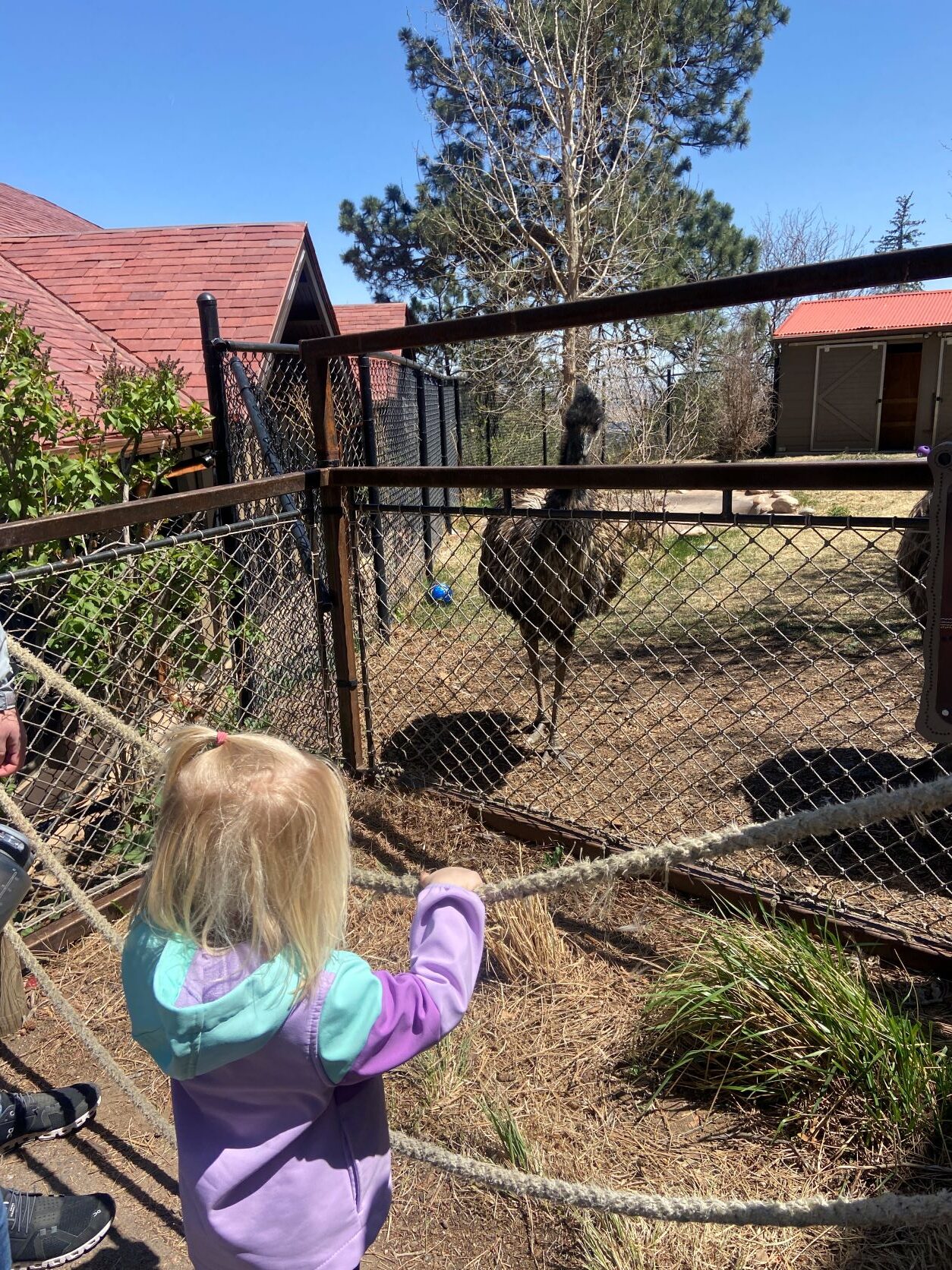 Emu at the Zoo