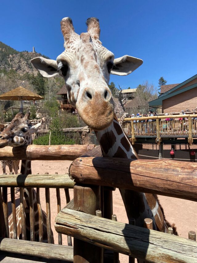 Cheyenne Mountain Zoo Giraffes