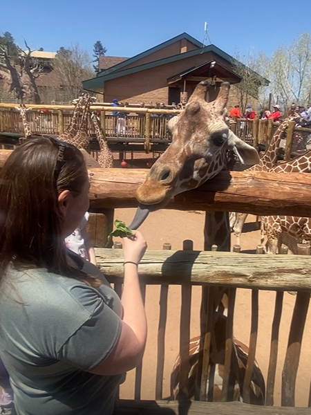 Giraffe feeding at Cheyenne Mountain Zoo