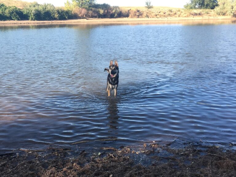 chatfield state park dog off-leash area